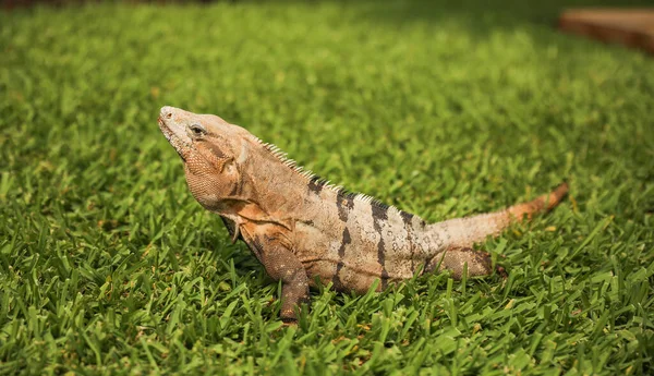 Leguana Naturen Västindien Symboliserar Naturens Skönhet Och Mångfald Och Vikten — Stockfoto