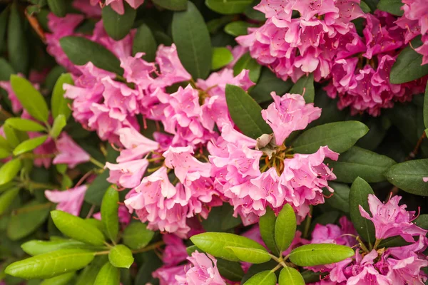 Pink Flowers Green Tree Background — Stock Photo, Image