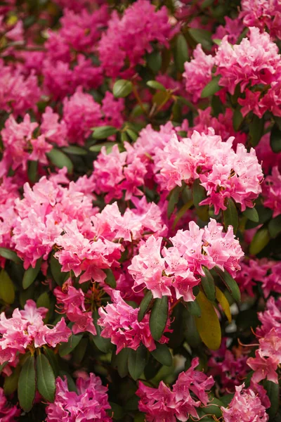 Beautiful Spring Garden Pink Rhoendron Ron Flowers — Stock Photo, Image