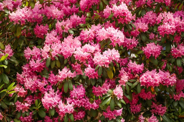 Bloeiende Roze Rododendron Bloem Tuin — Stockfoto