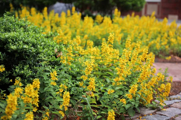 a beautiful yellow bush with yellow flowers in the garden