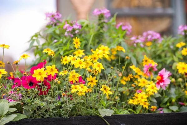 Bahçedeki Renkli Çiçek Seçici Odak — Stok fotoğraf