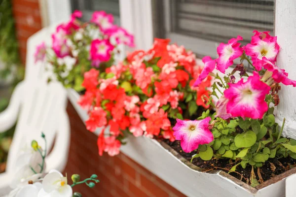 Tencere Pembe Çiçekler — Stok fotoğraf