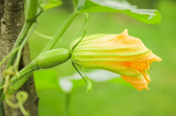 Ζωντανό Κολάζ Φυτών Λαχανικών Και Λουλουδιών Ένα Καταπράσινο Τοπίο Που — Φωτογραφία Αρχείου