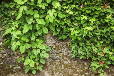 Vibrant, green plants gracefully emerging from weathered brick walls, symbolizing resilience, growth, and the beauty of nature's ability to flourish in unexpected places clipart