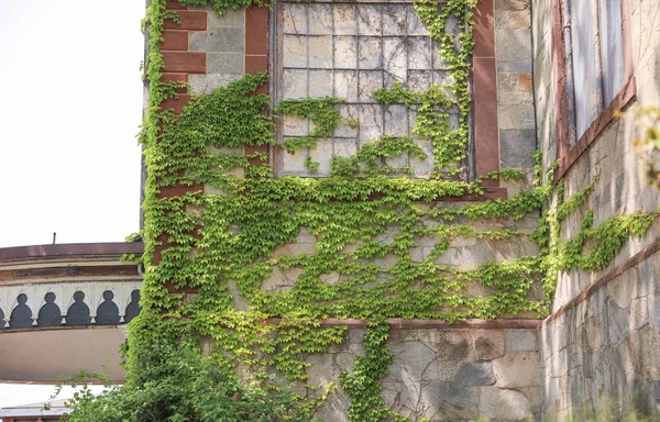 Canlı Yeşil Bitkiler Yıpranmış Tuğla Duvarlardan Zarifçe Ortaya Çıkarak Esnekliği — Stok fotoğraf