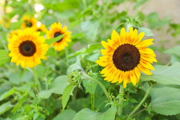 Sonnenblume Auf Dem Hintergrund — Stockfoto