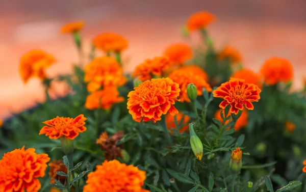 Red Marigold Garden — Stock Photo, Image