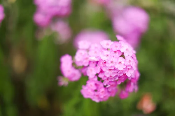 Background Image Colorful Flowers — Stock Photo, Image
