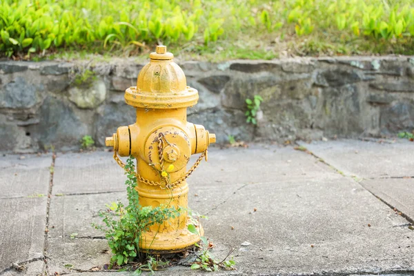 Κίτρινος Πυροσβεστικός Κρουνός Στον Κήπο — Φωτογραφία Αρχείου