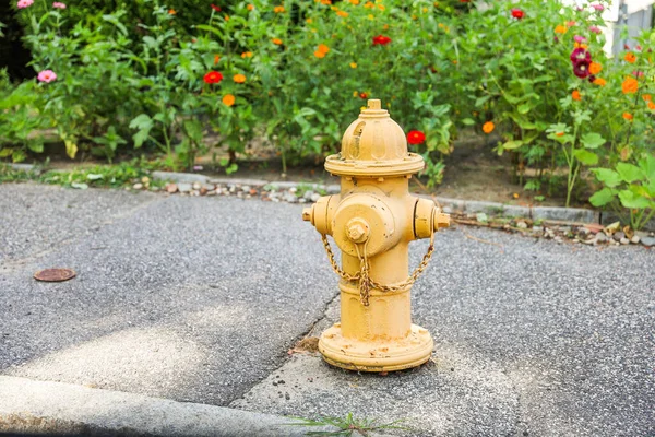 Hidrante Formiga Amarela Rua — Fotografia de Stock