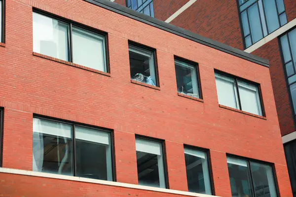 有窗户和阳台的砖墙立面 — 图库照片