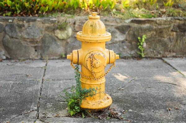 Hidrante Fogo Amarelo Velho Jardim — Fotografia de Stock