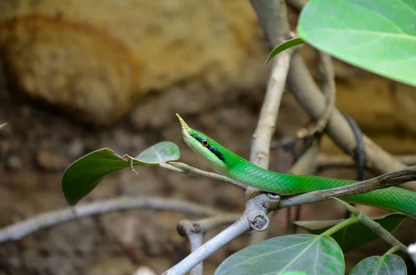 Bahçedeki ağaçtaki kertenkele