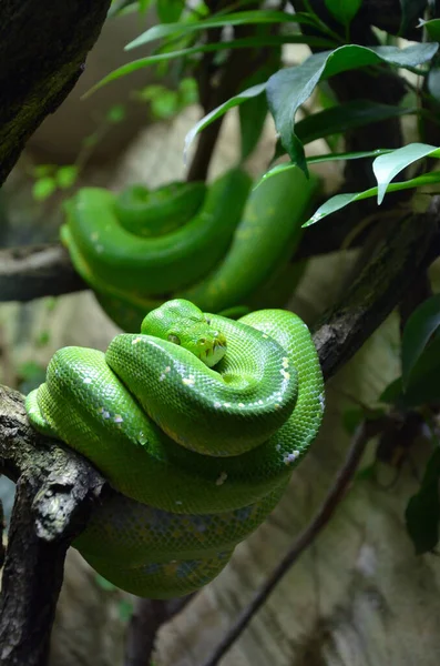 Yaprak ve yapraklı yeşil muz ağacı