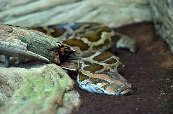 Yılan yiyecek arıyor.