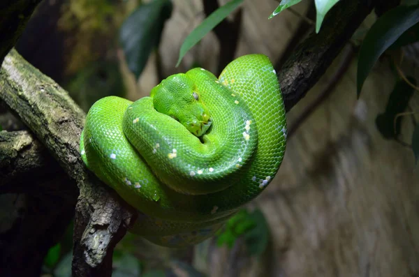Κοντά Ένα Πράσινο Φίδι Ένα Terrarium Ένα Δάσος — Φωτογραφία Αρχείου