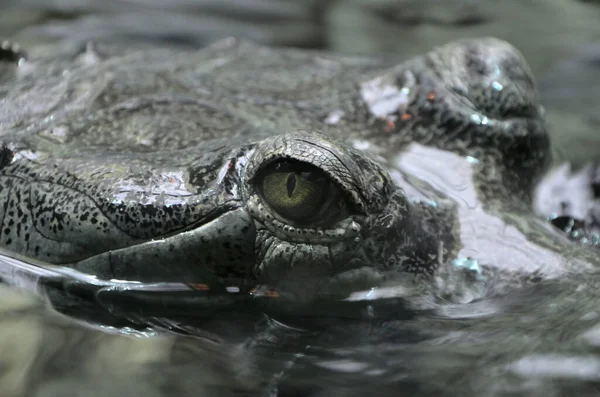Yeşil gözlü timsah.