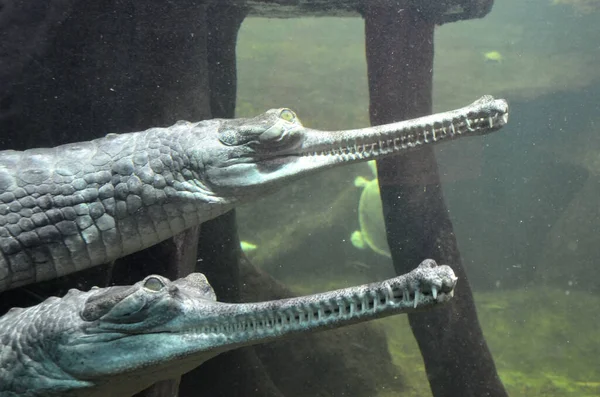 Hayvanat bahçesindeki bir timsahın yakın çekimi.