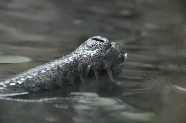 Vista Close Jovem Crocodilo Olhando Para Uma Piscina — Fotografia de Stock
