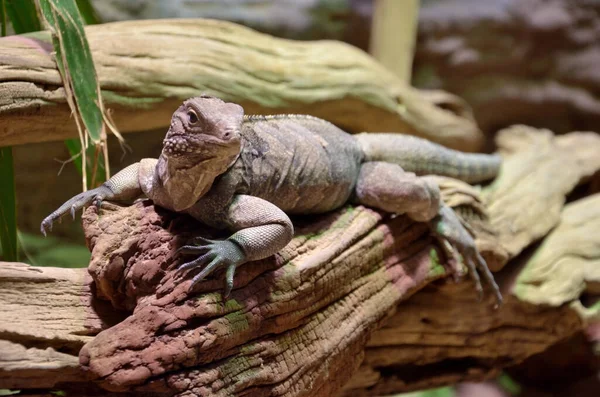 Kütüğün üzerinde oturan bir kertenkelenin yakın çekim görüntüsü