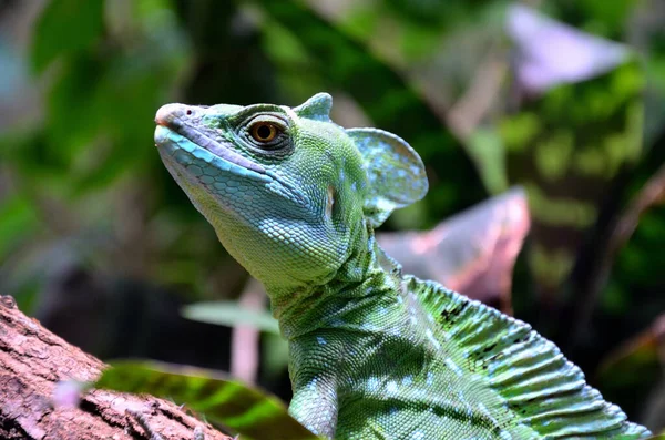 stock image green iguana on a branch