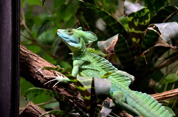 Yeşil yapraklı kertenkele, yakın plan, makro çekim.