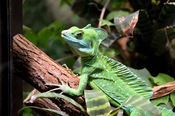 Yeşil yapraklı kertenkele, yakın plan.