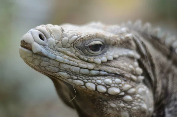 stock image a closeup shot of a large white iguana looking on a blurred background with green leaves