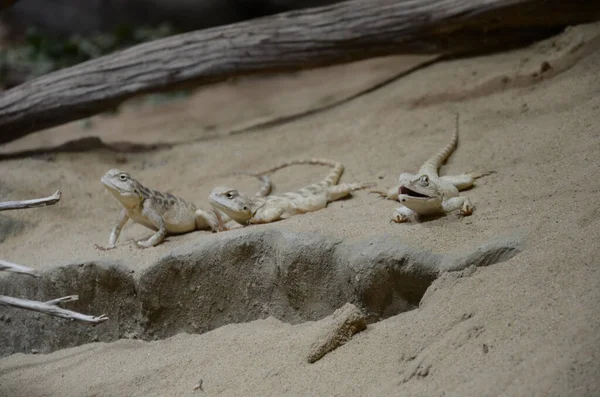 Bir kayanın üzerinde oturan kertenkelenin yakın plan fotoğrafı.