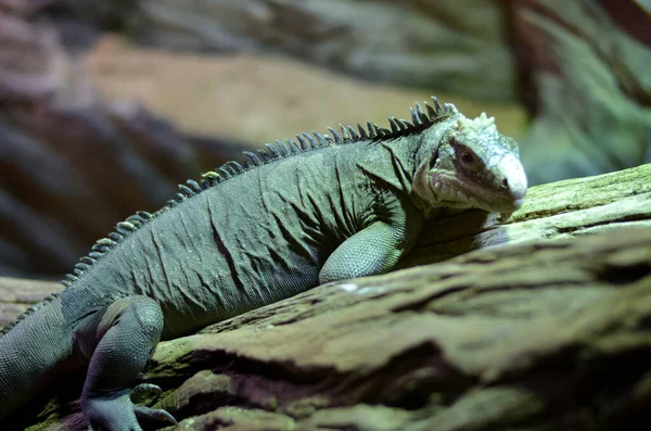 Yeşil bir iguanaya yaklaş.