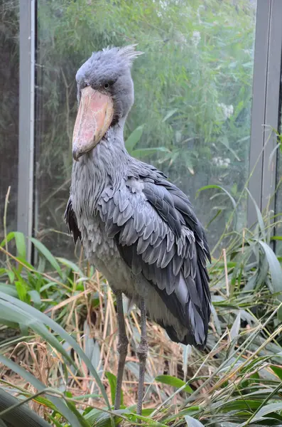 Beyaz bir leyleğin yakın çekimi.
