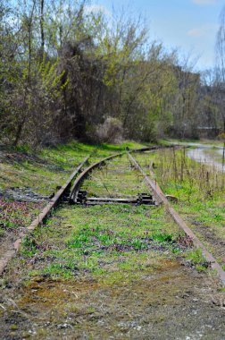 Ormandaki eski ahşap köprü