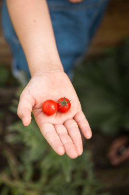 Yeni toplanmış domatesli kız eli. Taze biçilmiş domatesler ellerinde. Elinde organik kırmızı domatesler, doğal sağlıklı yiyecekler, arka plan bahçesi olan genç bir kız.