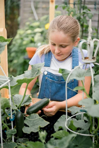 Young blond girl 10 years old in casual clothes working in vegetable garden, harvesting vegetables from raised bed in the afternoon in summer