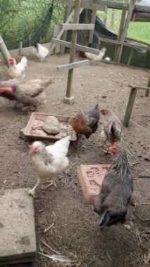 Kırmızı ve beyaz tavuk sürüsü kalemle yer. organik çiftlikte. Serbest çiftlik tavukları. Yüksek kalite 4k görüntü