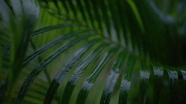 Yeşil palmiye yaprakları üzerinde parlayan yağmur damlaları, yumuşak ve meditasyon hareketleriyle yavaşça hareket ederken, tropikal yağmur ormanları ekosisteminin huzurlu atmosferini oluşturur.