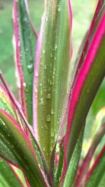 Yakından bakıldığında, canlı yeşil ve pembe yaprakları, parlak çiğ damlalarıyla bezenmiş, doğal güzelliğin büyüleyici bir gösterisini oluşturan meyve suyu bitkisinin göstergesidir. bitki kavramı