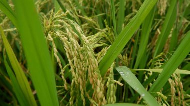 Yeşil renkli pirinç tarlası fotoğrafı 