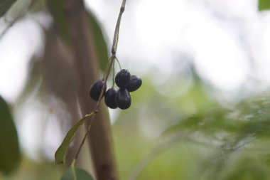 Daldaki taze yaban mersinlerini kapatın.