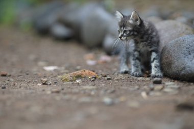 Kayalıklarda yatan gri kedi