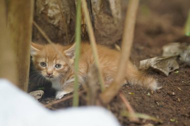 Kırmızı kedi bahçede yatıyor..