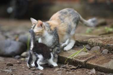 Kedi ve kedi birlikte oynuyorlar.