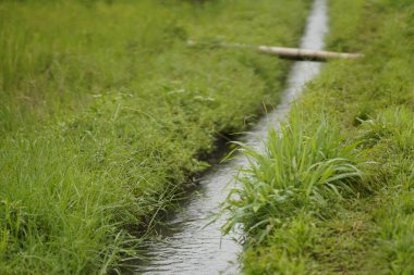 Parkta su damlaları olan yeşil çimenler