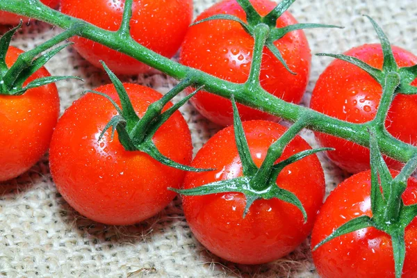 Tomates Frescos Videira Close Tomates Recém Colhidos Cultivados Verão — Fotografia de Stock