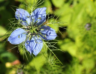 Nigella çiçeğine yaklaş. Siste aşk. Bulanık yeşil arkaplanı olan parlak mavi yapraklar..