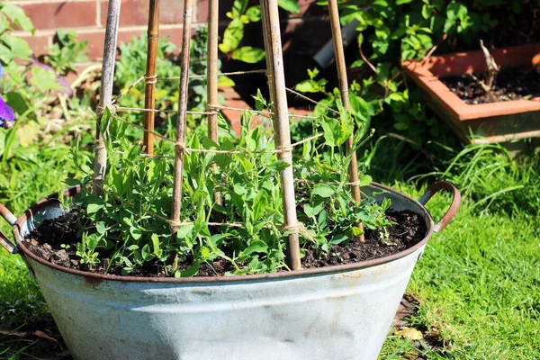Cultiver Des Pois Doux Lathyrus Odoratus Dans Récipient Dans Jardin — Photo