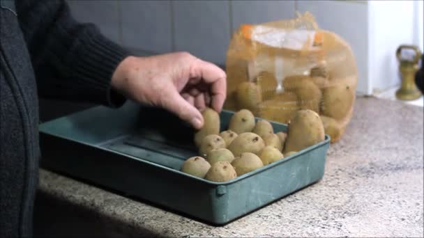 Colocación Patatas Siembra Bandeja Con Los Ojos Hacia Arriba Patatas — Vídeo de stock