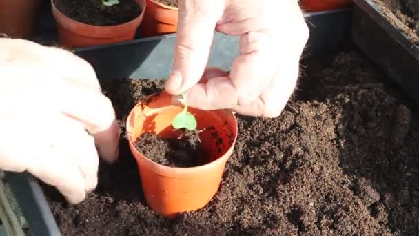 Nahaufnahme Einer Gärtnerhand Die Einen Sämling Einen Pflanztopf Mit Kompost — Stockvideo