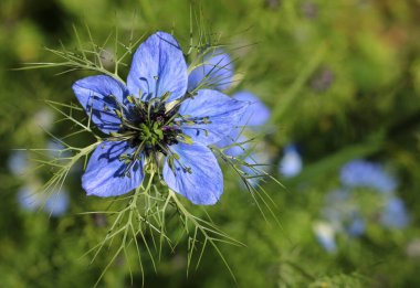 Mavi bir nigella ya da sisli bir çiçeğin yakın çekim ya da makro görüntüsü.